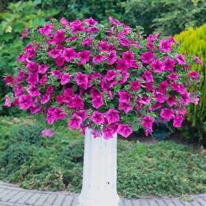 9cm Basket Plant Surfinia Hot Pink (Petunia)