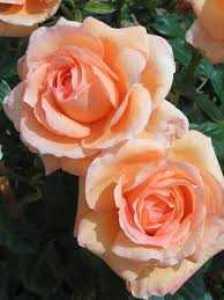 Rose 1/2 Standard Lady Marmalade Floribunda 7.5ltr