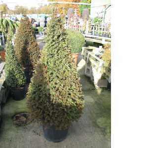Taxus Baccata (Yew) Pyramid 120cm 35ltr
