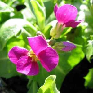 Arabis 'Little Treasure' Deep Rose
