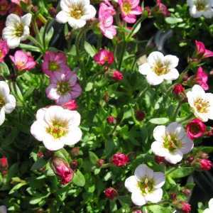 Saxifraga Marto Rose