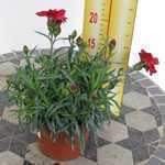 Dianthus (Pinks) Red 9-12cm Pot