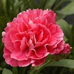 Dianthus (Pinks) Red 9-12cm Pot