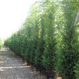 Leylandii Green Cupressocyparis 250-300cm  35 Ltr Pot