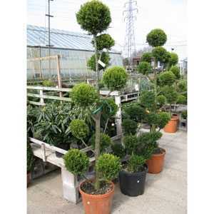 Cupressocyparis Leylandii Castlewellan Gold Pom Poms 160cm 25ltr