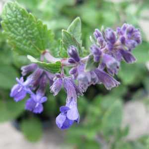 Nepeta Faassenii Catmint