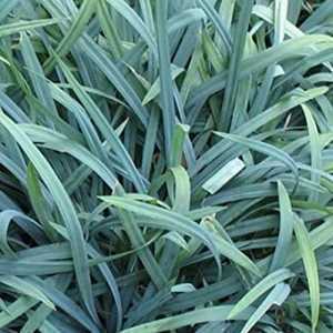 Carex Laxiculmis Bunny Blue (Sedge)