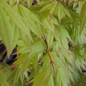 Acer Shirasawanum 