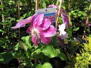 Clematis Dr Ruppel