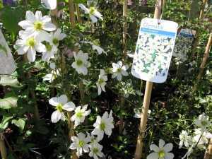 Clematis Early Sensation