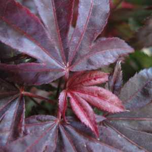 Acer Palmatum 'Pixie'