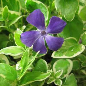 Vinca Major Variegata