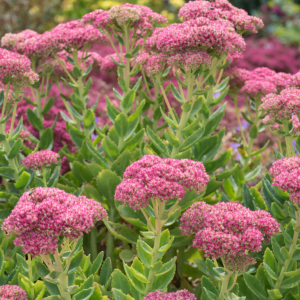 Sedum Autumn Joy Herbstfreude