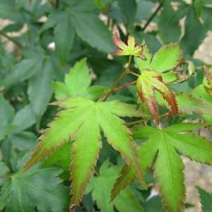 Acer Palmatum 'Little Princess'