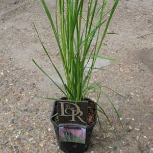 Cortaderia Selloana Rosea Pink Pampas Grass