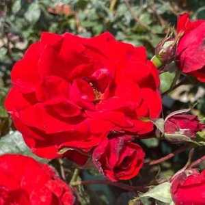 Trumpeter Floribunda Rose