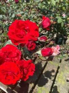 Trumpeter Floribunda Rose