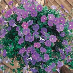 9cm Basket Plant Surfinia Sky Blue (Petunia)