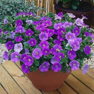 9cm Basket Plant Surfinia Sky Blue (Petunia)