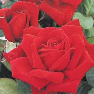 Loving Memory Hybrid Tea Rose