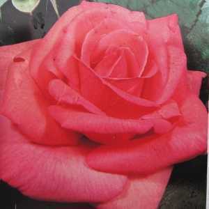 Mischief Hybrid Tea Rose