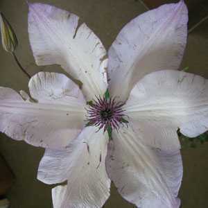 Clematis Fond Memories 80-100cm