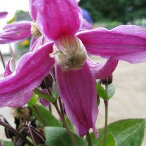 Clematis Integrifolia Pangbourne Pink 80-100cm