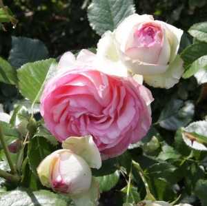 Eden Pierre De Ronsard Climbing Rose