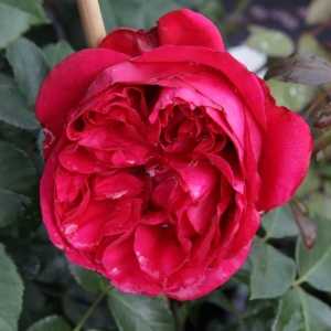 Red Eden Climbing Rose