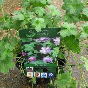 Geranium Mavis Simpson Hardy Geranium RHS AGM