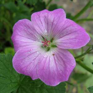 Geranium Mavis Simpson Hardy Geranium RHS AGM