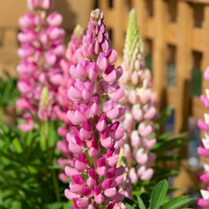 Lupin Legendary Rose Shades