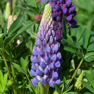 Lupin Legendary Blue Shades