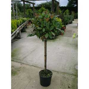 Photinia Fraseri Red Robin 1/4 Standard 9.5ltr