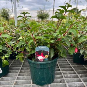 Fuchsia Snowcap
