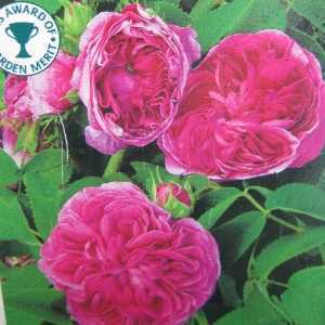 Charles De Mills Shrub Rose