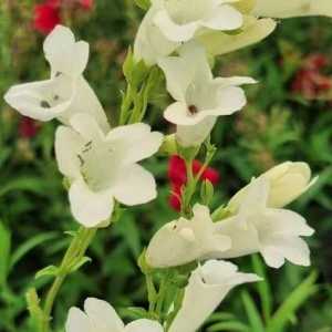 Penstemon Pensham White Bedder