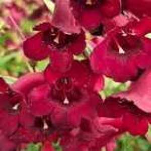 Penstemon Rich Ruby