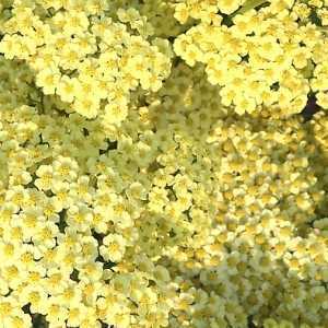 Achillea Millefolium Summer Fruits Lemon Yarrow