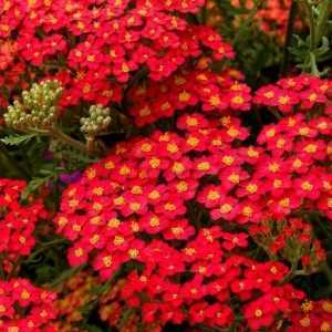 Achillea Millefolium Paprika