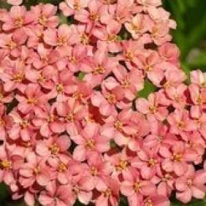 Achillea Millefolium Summer Fruits Salmon Yarrow