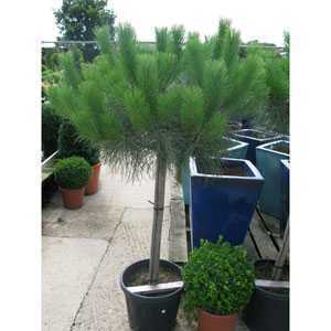 Pinus Pinea Stone Pine 1/2 Standard 30ltr Pot