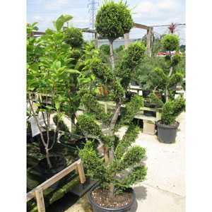 Cupressocyparis Leylandii Castlewellan Gold S Stem Paddle Bush 25ltr