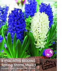 Hyacinth Bedding Spring Storm Mixed Bulbs (Purple & White) 8 Per Pack