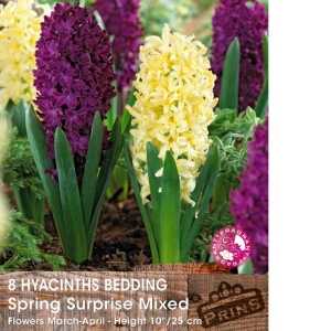 Hyacinth Bedding Spring Surprise Mixed Bulbs 8 Per Pack