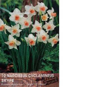 Narcissus Cyclamineus Skype Bulbs 10 Per Pack