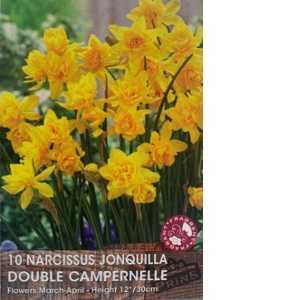 Narcissus Jonquilla Double Campernelle  Bulbs 10 Per Pack