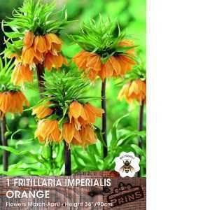 Fritillaria Imperialis Orange Bulbs 1 Per Pack