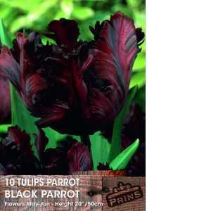 Tulip Bulbs Parrot Black Parrot 10 Per Pack