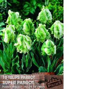 Tulip Bulbs Parrot Super Parrot 10 Per Pack